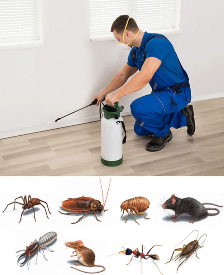 Guardians of Cleanliness: Safeguarding Businesses with Pest Control